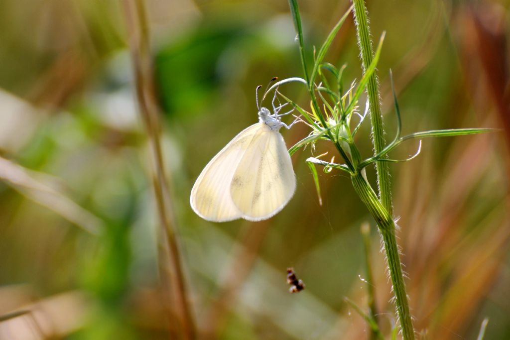 Pieris? Leptidea sp. e Pieris napi